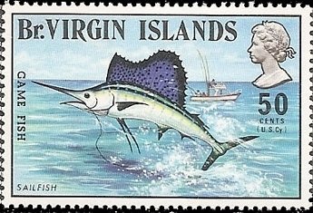 Atlantic Sailfish (Istiophorus albicans)