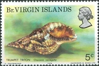 Atlantic Triton (Charonia tritonis variegata)