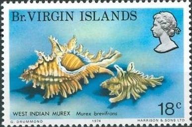 West Indian Murex (Murex brevifrons)