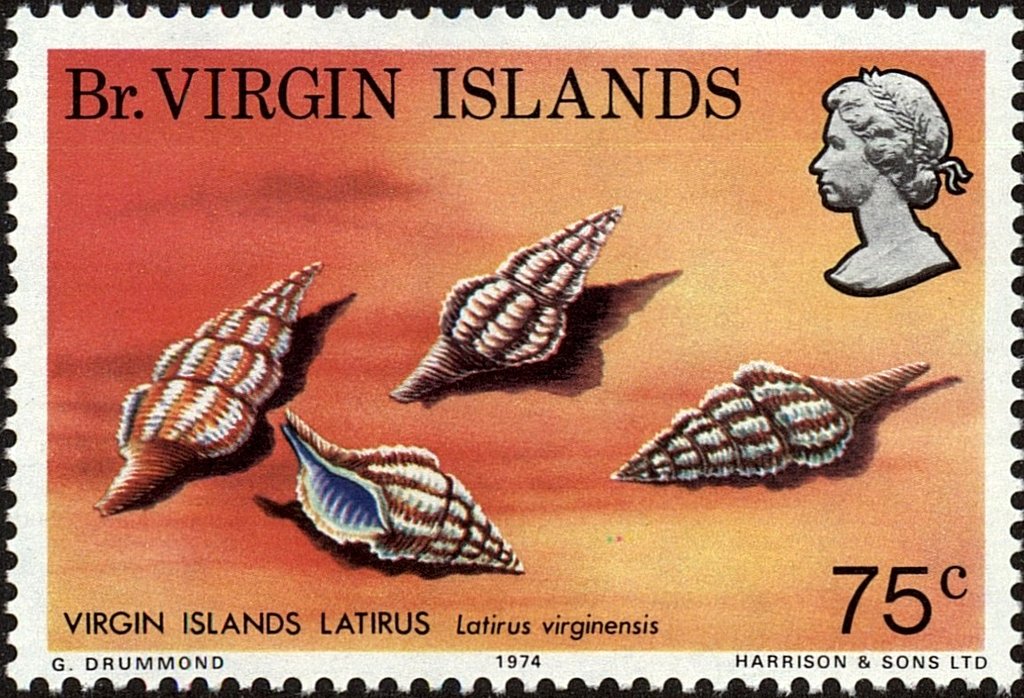 Virgin Island Latirus (Latirus virginensis) 