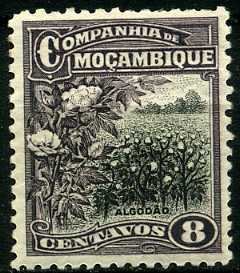 Cotton plantation