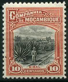 Sisal plantation