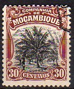Cocos nucifera