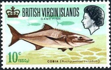 Cobia (Rachycentron canadum)