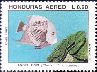 Gray Angelfish (Pomacanthus arcuatus)