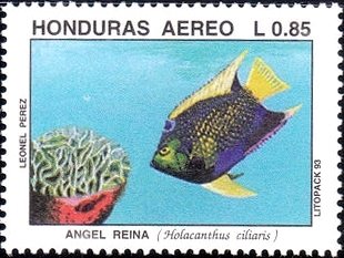Queen Angelfish (Holacanthus ciliaris)