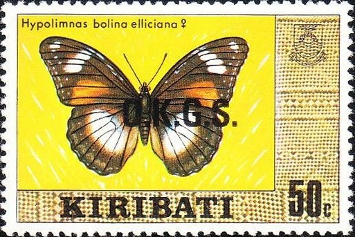 Great Eggfly (Hypolimnas bolina ssp. elliciana) - Female