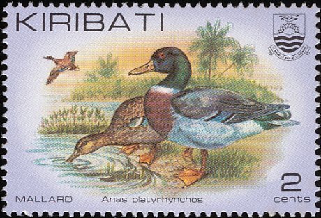 Mallard (Anas platyrhynchos)