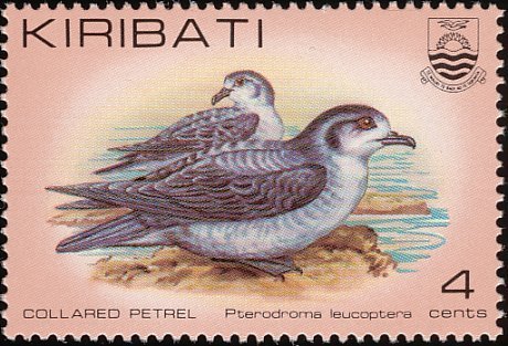 Gould's Petrel (Pterodroma leucoptera) 