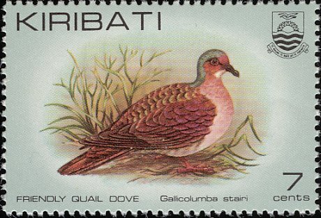 Friendly Quail Dove (Gallicolumba stairi)