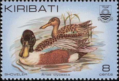 Northern Shoveler (Anas clypeata)