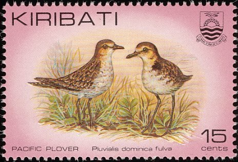 Pacific Golden Plover (Pluvialis fulva)