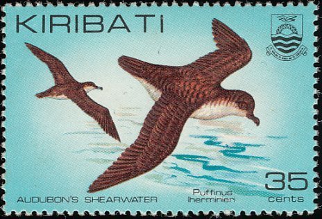 Audubon's Shearwater (Puffinus Iherminieri)
