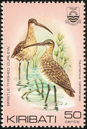 Bristle-thighed Curlew (Numenius tahitiensis)
