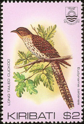 Long-tailed Koel (Urodynamis taitensis)