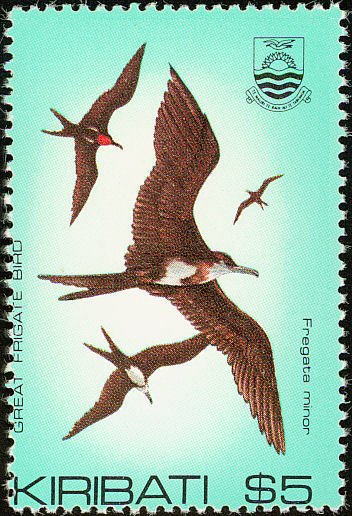 Great Frigatebird (Fregata minor)