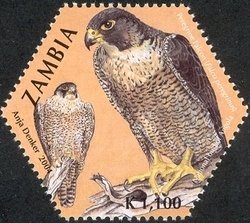 Peregrine Falcon (Falco peregrinus)