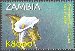 Zantedeschia aethiopica
