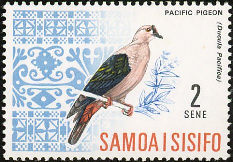Pacific Imperial-pigeon (Ducula pacifica)