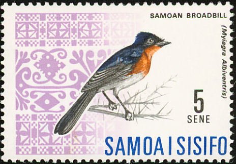 Samoan Flycatcher (Myiagra albiventris) 