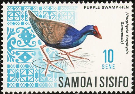 Purple Swamphen (Porphyrio porphyrio)