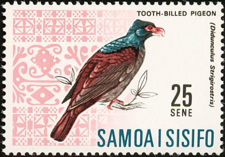 Tooth-billed Pigeon (Didunculus strigirostris)