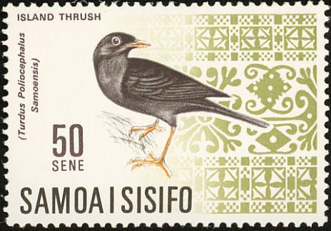Samoan Island Thrush (Turdus poliocephalus samoensis) 