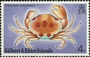 Spotted Reef Crab (Carpilius maculatus)