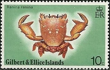 Red Frog Crab (Ranina ranina)