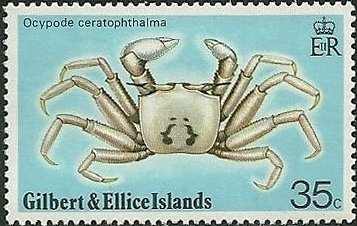 Ghost Crab (Ocypode ceratophthalma)