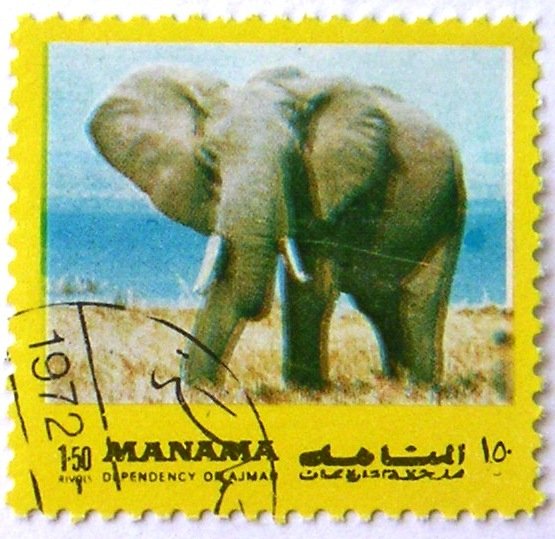 African Elephant (Loxodonta africana)