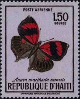 Scarlet Leafwing (Anaea marthesia nemesis)