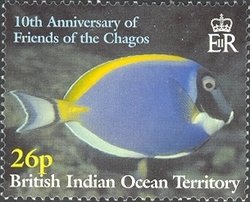Powderblue Surgeonfish (Acanthurus leucosternon)