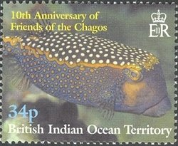 Whitespotted Boxfish (Ostracion meleagris)