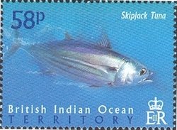 Skipjack (Katsuwonus pelamis)