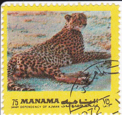 Cheetah (Acinonyx jubatus)