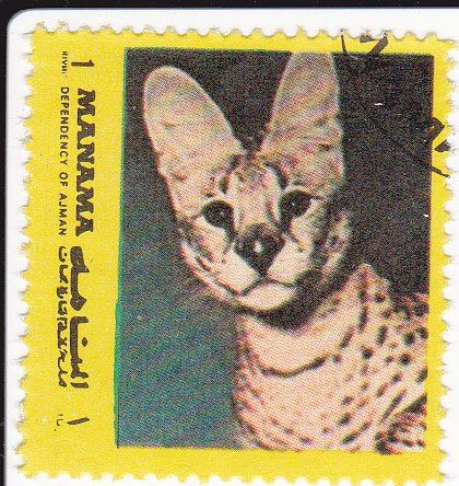 Serval (Leptailurus serval)