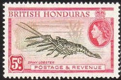 Caribbean Spiny Lobster (Panulirus argus)