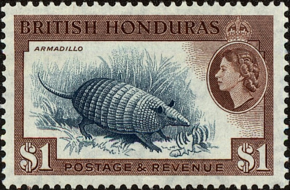 Armadillo (Dasypus sp.)