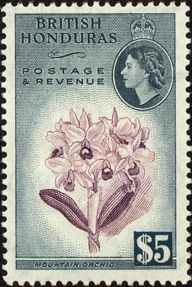 Guarianthe bowringiana (syn.Cattleya bowringiana)