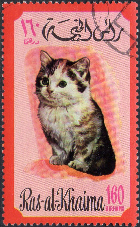 Cat (Felis silvestris catus)