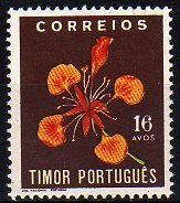 Delonix regia