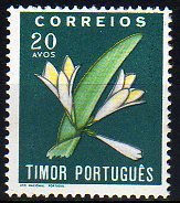 Plumeria acutifolia