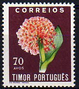 Haemanthus multiflorus