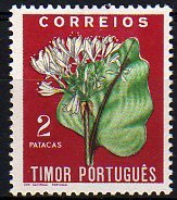 Eurycles amboinensis