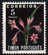 Crinum longiflorum