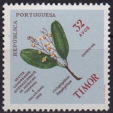 Calophyllum inophyllum