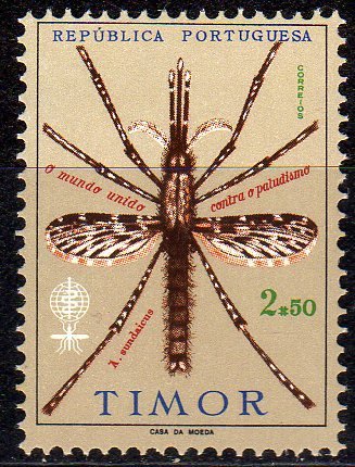 Anopheles Mosquito (Anopheles sp.)