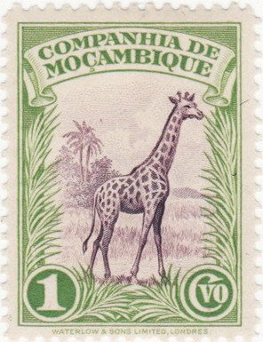 Giraffe (Giraffa camelopardalis)