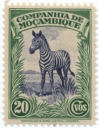 Plains Zebra (Equus quagga)